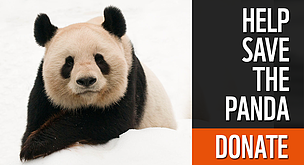 Donate to Panda donate_panda_484059